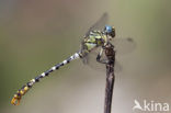 Onychogomphus forcipatus albotibialis