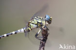 Onychogomphus forcipatus albotibialis