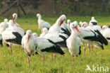 White Stork (Ciconia ciconia)