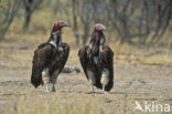 Oorgier (Torgos tracheliotos) 