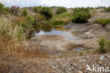 Lestes parvidens