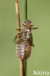 Oostelijke witsnuitlibel (Leucorrhinia albifrons) 