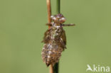 Oostelijke witsnuitlibel (Leucorrhinia albifrons) 