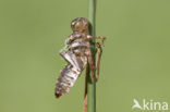 Oostelijke witsnuitlibel (Leucorrhinia albifrons) 