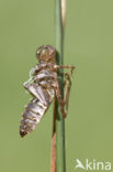 Oostelijke witsnuitlibel (Leucorrhinia albifrons) 