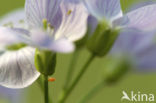 Orange-tip (Anthocharis cardamines)