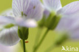 Orange-tip (Anthocharis cardamines)