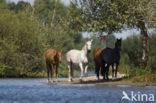 Paard (Equus spp)