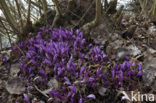 Purple Toothwort (Lathraea clandestina)
