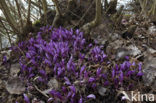 Purple Toothwort (Lathraea clandestina)