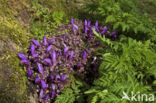 Purple Toothwort (Lathraea clandestina)