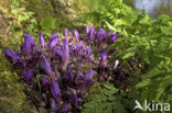 Purple Toothwort (Lathraea clandestina)