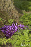 Purple Toothwort (Lathraea clandestina)