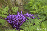 Purple Toothwort (Lathraea clandestina)