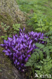 Purple Toothwort (Lathraea clandestina)