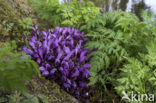 Purple Toothwort (Lathraea clandestina)