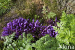 Purple Toothwort (Lathraea clandestina)