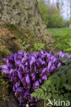 Purple Toothwort (Lathraea clandestina)