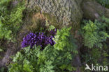 Purple Toothwort (Lathraea clandestina)