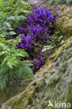 Purple Toothwort (Lathraea clandestina)