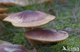 Pagemantel (Cortinarius semisanguineus) 