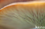 Pagemantel (Cortinarius semisanguineus) 