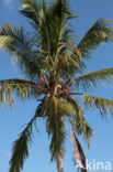 Palm