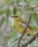 Golden Palm Weaver (Ploceus bojeri)