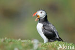 Atlantic Puffin (Fratercula arctica)