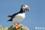 Atlantic Puffin (Fratercula arctica)