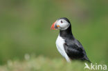 Atlantic Puffin (Fratercula arctica)