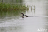 Arctic Loon
