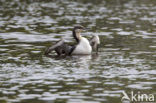 Arctic Loon