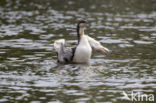 Arctic Loon