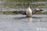 Arctic Loon