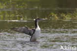 Arctic Loon