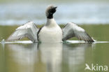 Arctic Loon
