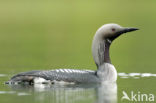 Arctic Loon