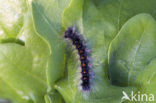 Gypsy Moth (Lymantria dispar)