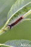 Gypsy Moth (Lymantria dispar)