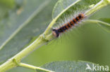 Plakker (Lymantria dispar)