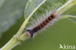 Gypsy Moth (Lymantria dispar)