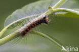 Gypsy Moth (Lymantria dispar)