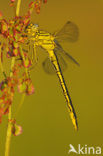 Dragonfly (Gomphus pulchellus)