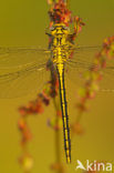 Dragonfly (Gomphus pulchellus)