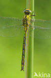 Plasrombout (Gomphus pulchellus)