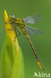 Dragonfly (Gomphus pulchellus)