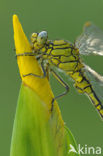 Dragonfly (Gomphus pulchellus)