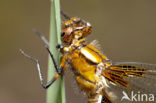 Platbuik (Libellula depressa)