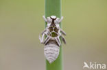 Platbuik (Libellula depressa)